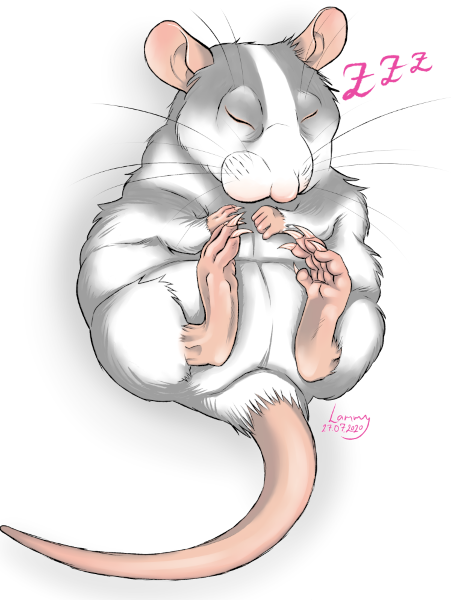 Sleeping rat
